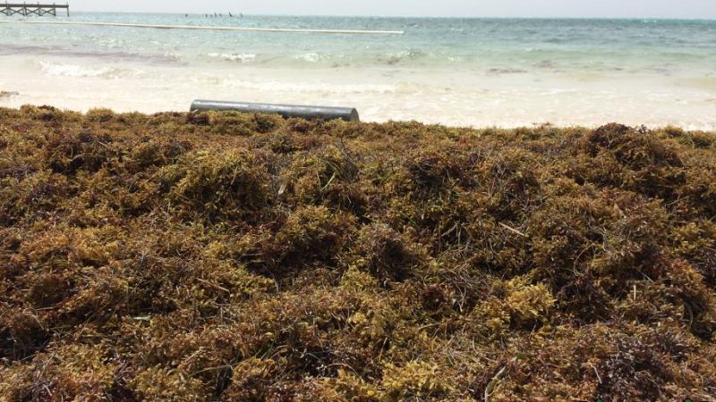 Sargassum influx increasing on Ambergris Caye