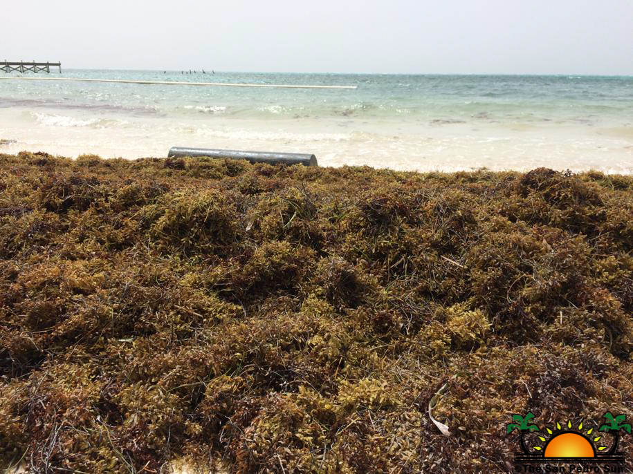 Sargassum influx increasing on Ambergris Caye