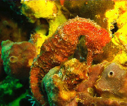 A Deeper Dive Into the The Caribbean Diving Industry