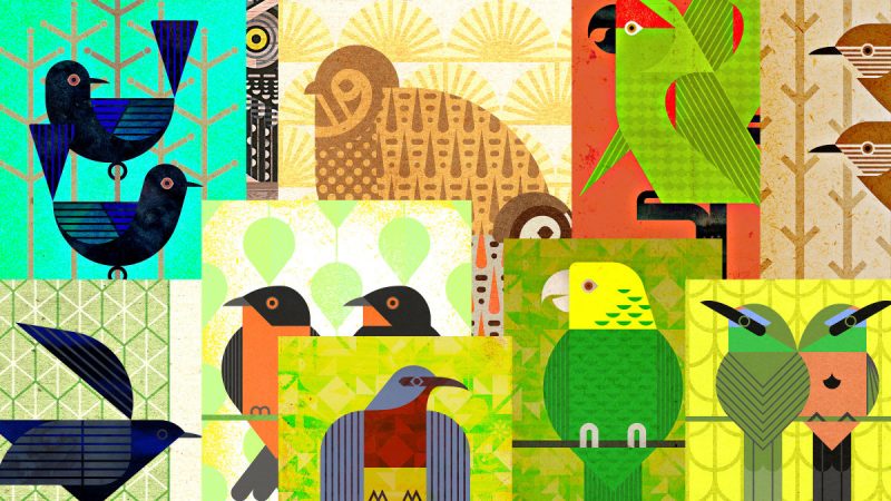 ‘The Most Musical Animals in the World’: This New Electronic