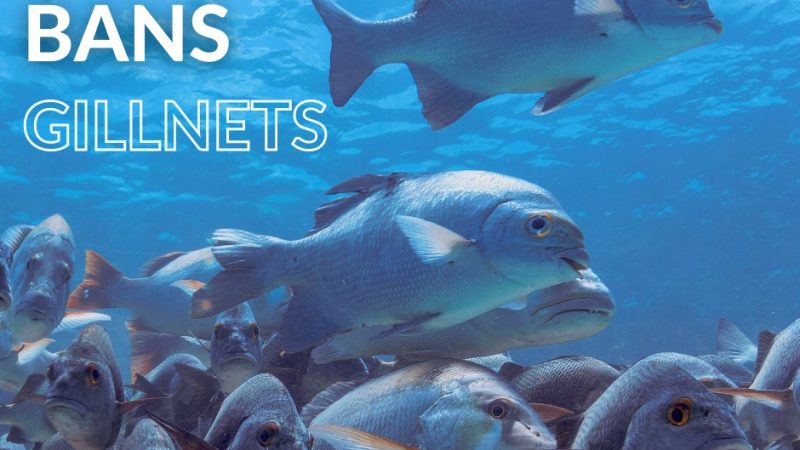 Statutory Instrument Signed into Law to Ban Gill Nets from
