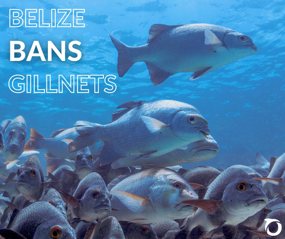 Statutory Instrument Signed into Law to Ban Gill Nets from