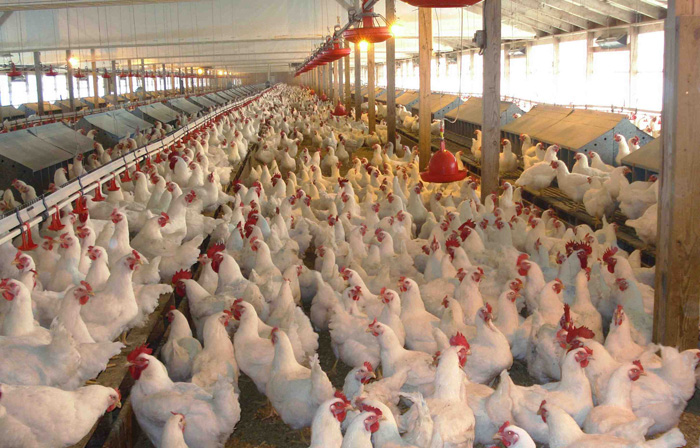 Belize Exports First Shipment of Chicken to CARICOM