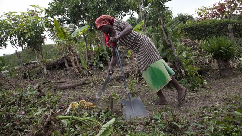 Food Insecurity In Jamaica Doubled Projections In 2020