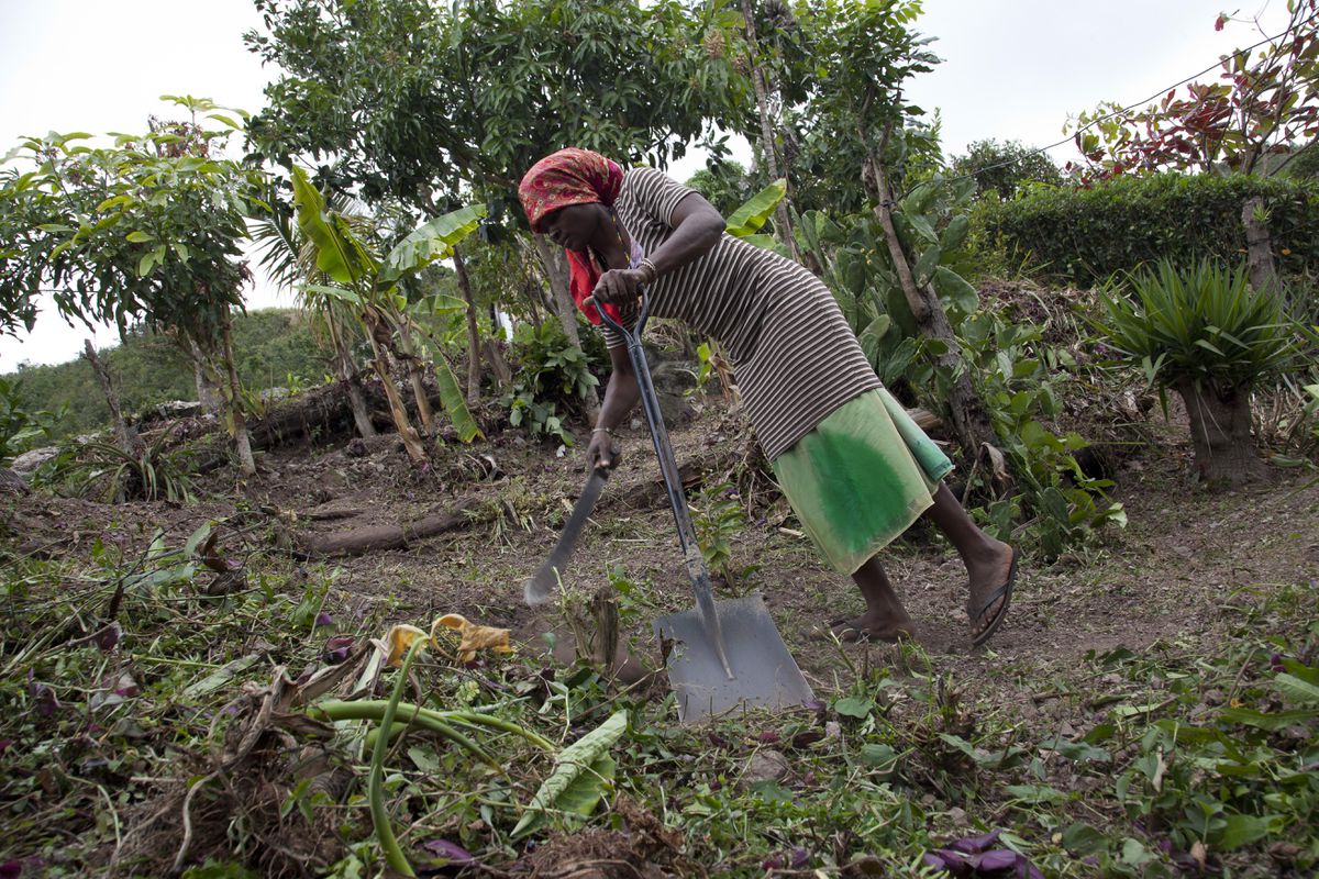 Food Insecurity In Jamaica Doubled Projections In 2020 – Caribcast