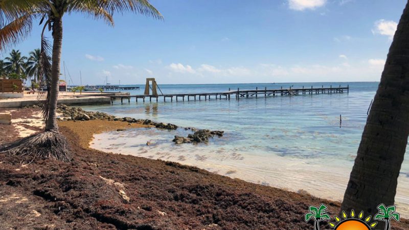 Sargassum makes a slow return to Ambergris Caye