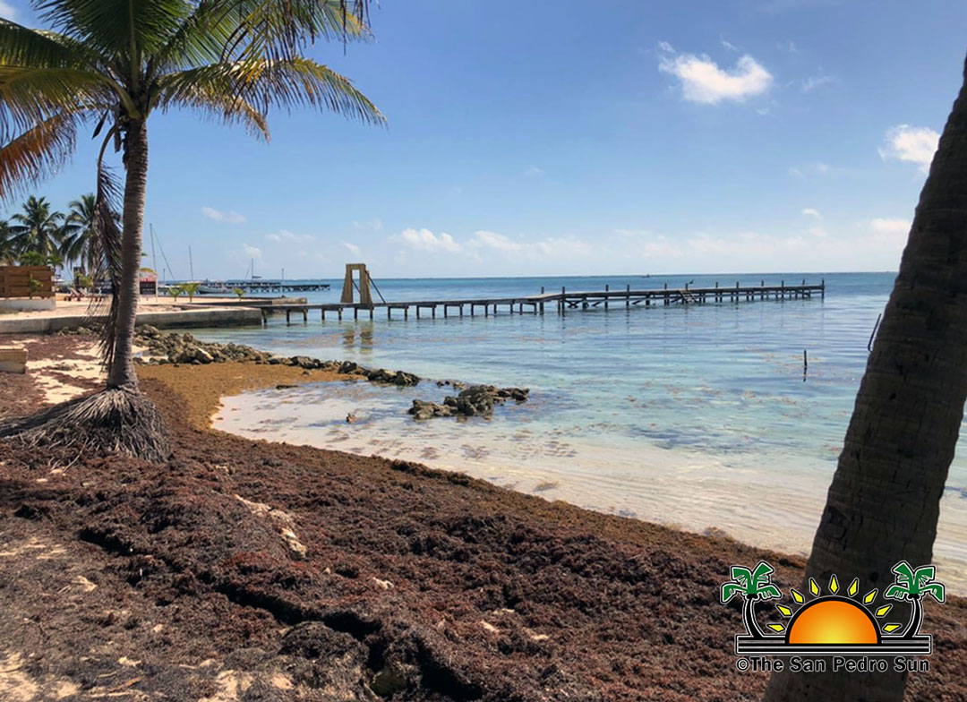 Sargassum makes a slow return to Ambergris Caye