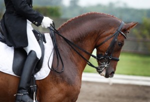 Equestrian: Lopes & Rego Compete In Florida