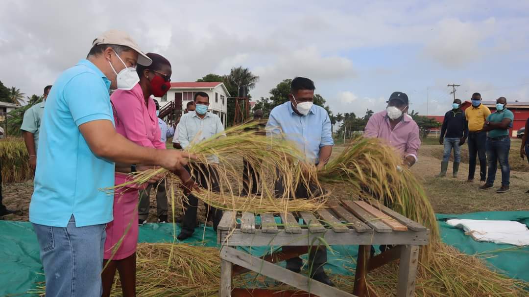 Zinc-infused rice variety to hit market soon