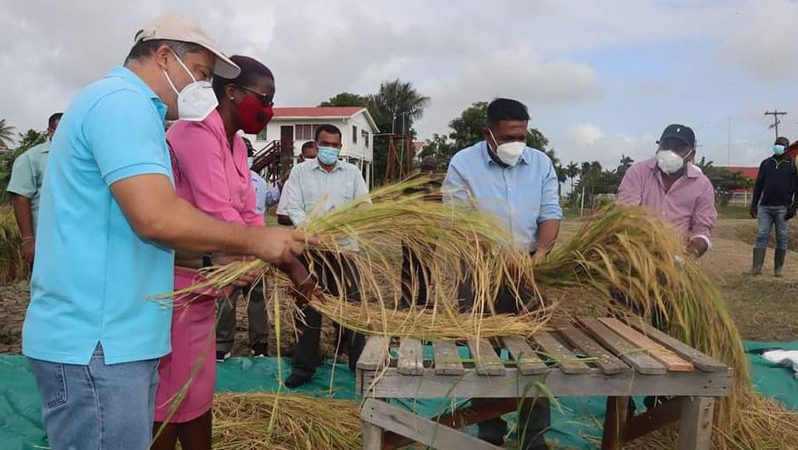 Higher prices expected for new biofortified rice
