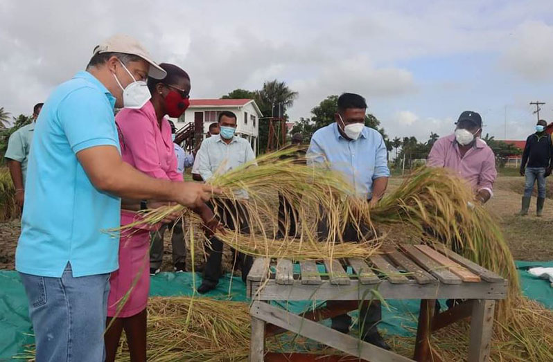 Higher prices expected for new biofortified rice