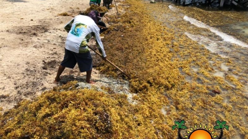 Sargassum surge returns to island beaches