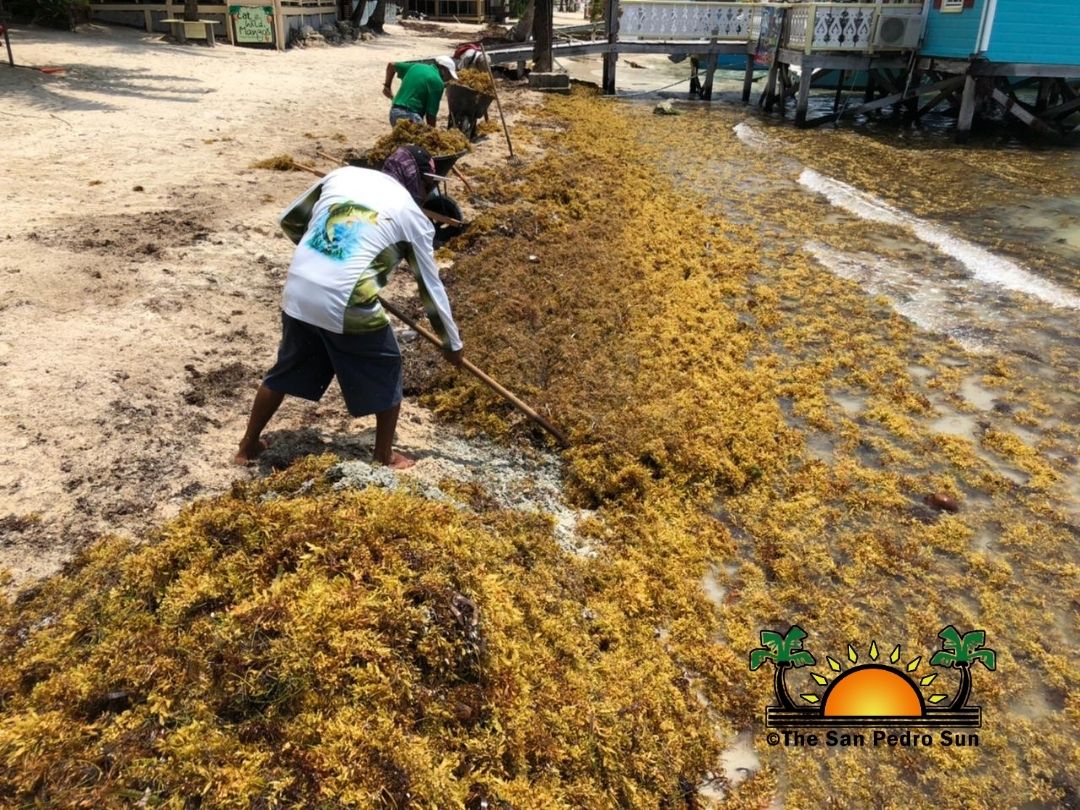 Sargassum surge returns to island beaches