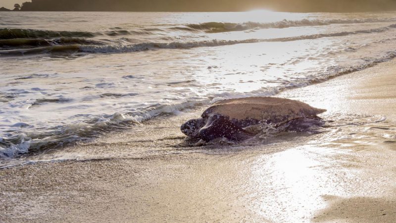 Turtle-watching in the Caribbean