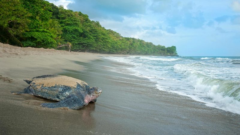 Trinidad & Tobago’s turtles: the old girls & the sea