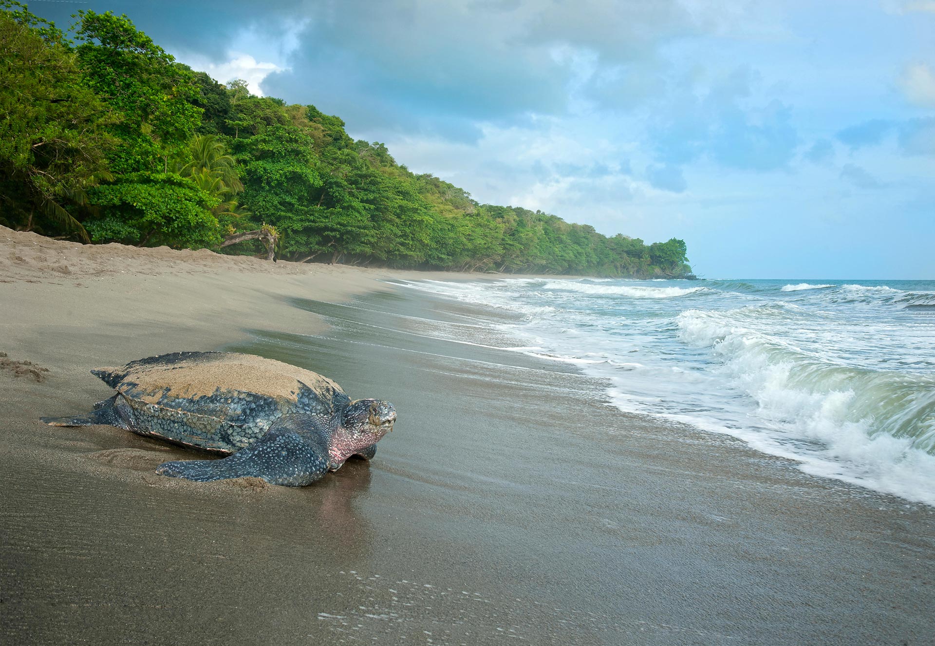 Trinidad & Tobago’s turtles: the old girls & the sea