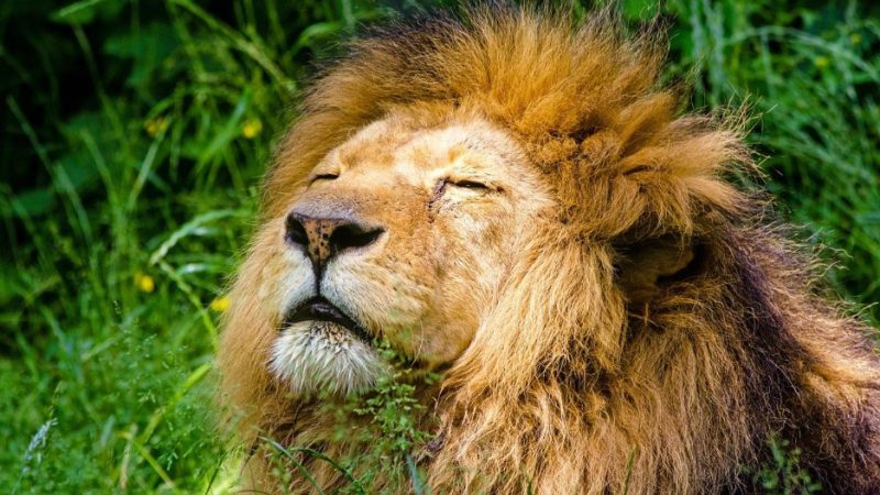 Seeking those elusive jungle animals?