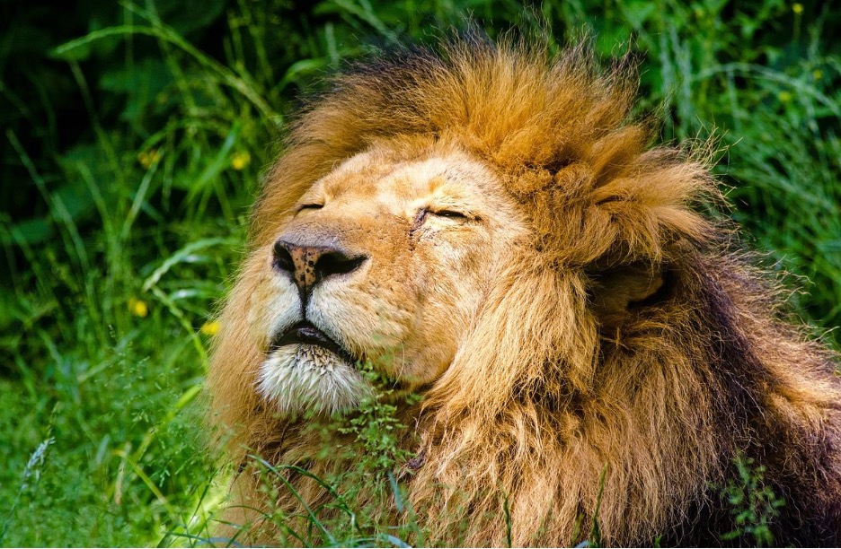 Seeking those elusive jungle animals?