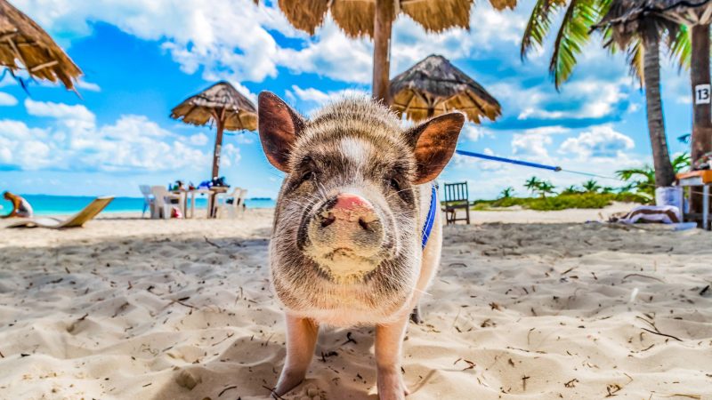 Where To Find The Swimming Pigs Of The Bahamas