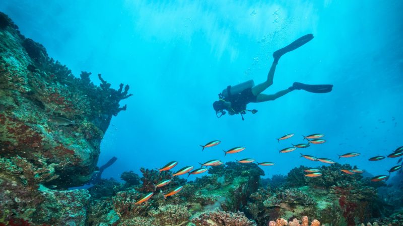 The 28 Best Scuba Diving Sites In The Caribbean