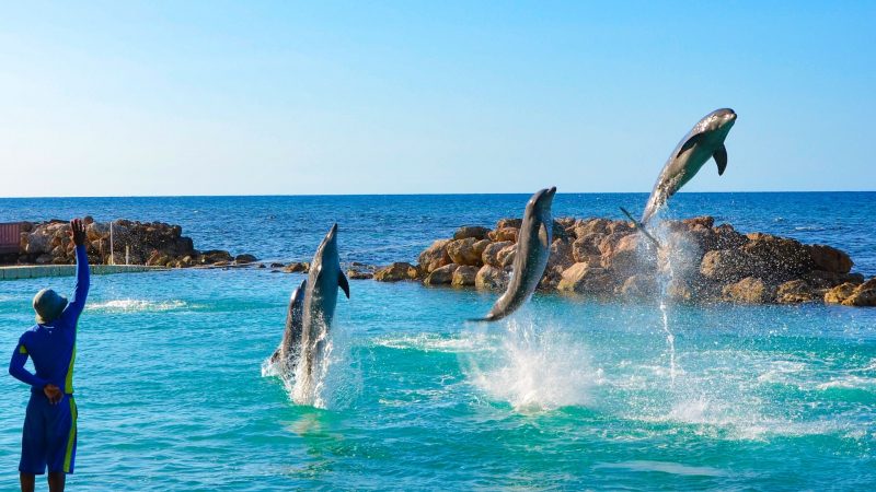 A Guide To Dolphin Cove Montego Bay & Ocho Rios