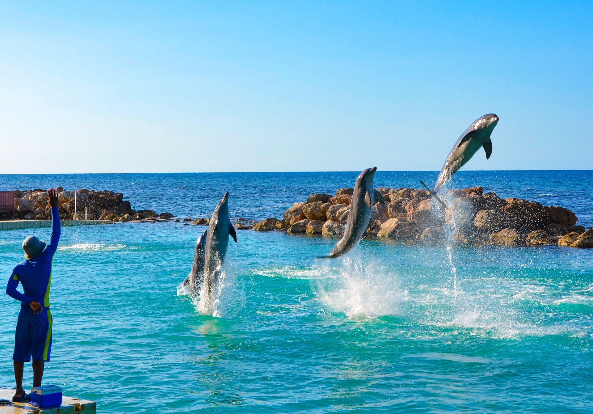 A Guide To Dolphin Cove Montego Bay & Ocho Rios