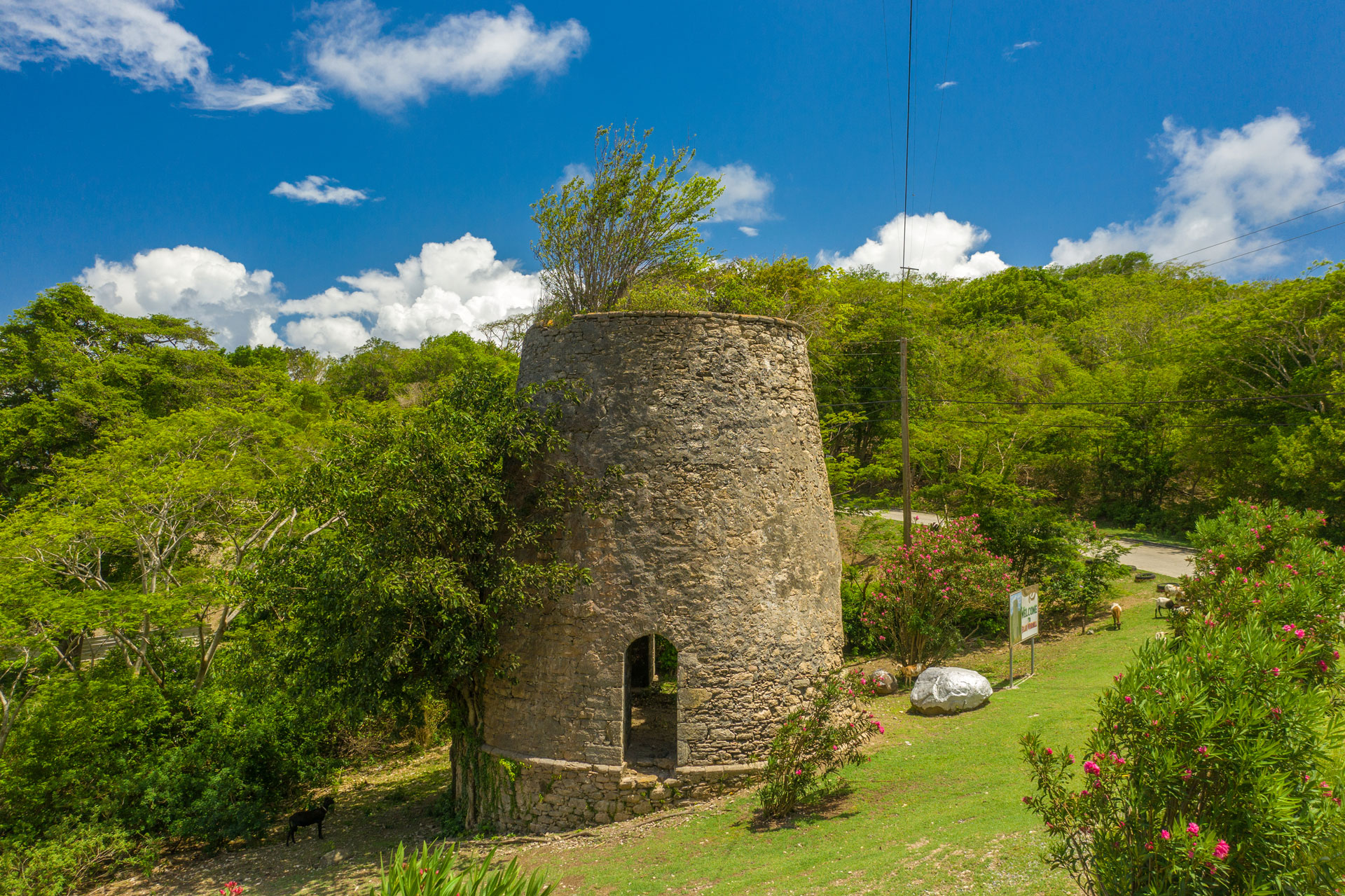 With goats (or sheep) for company