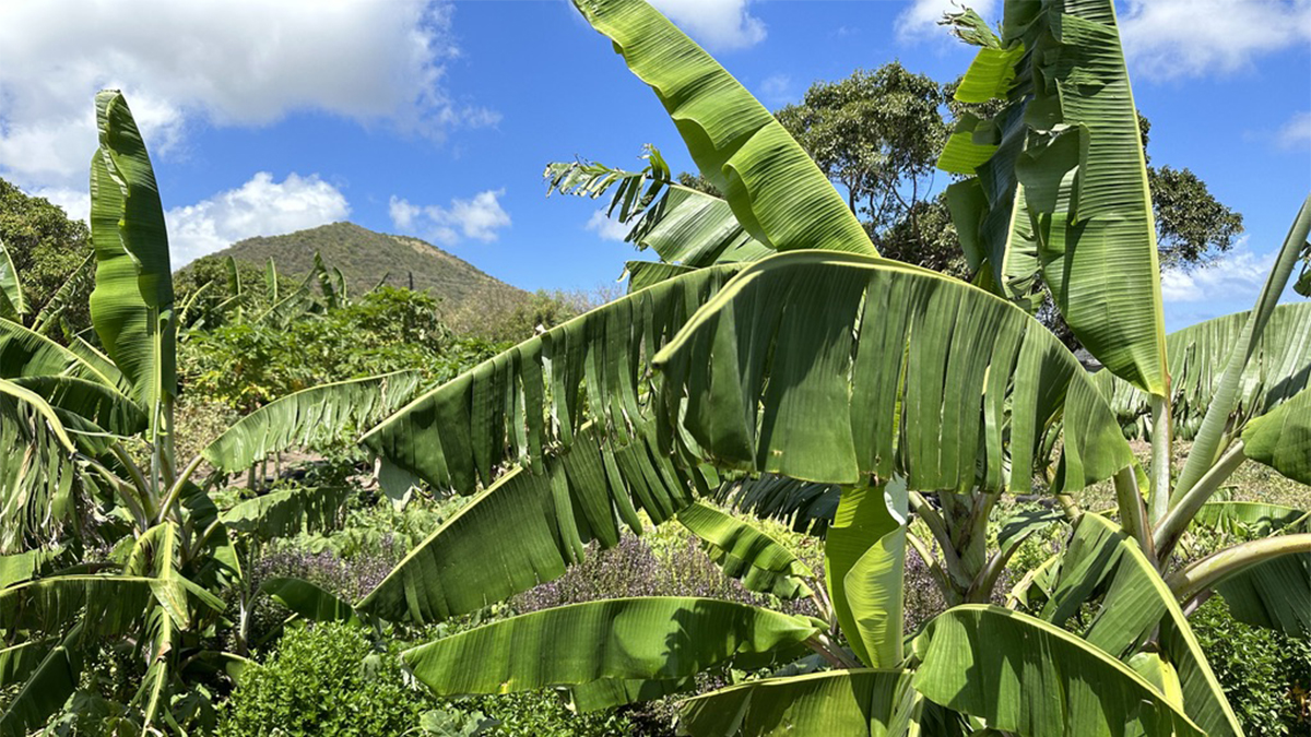 St Kitts Is the New Epicenter of the Caribbean Farm-to-Table