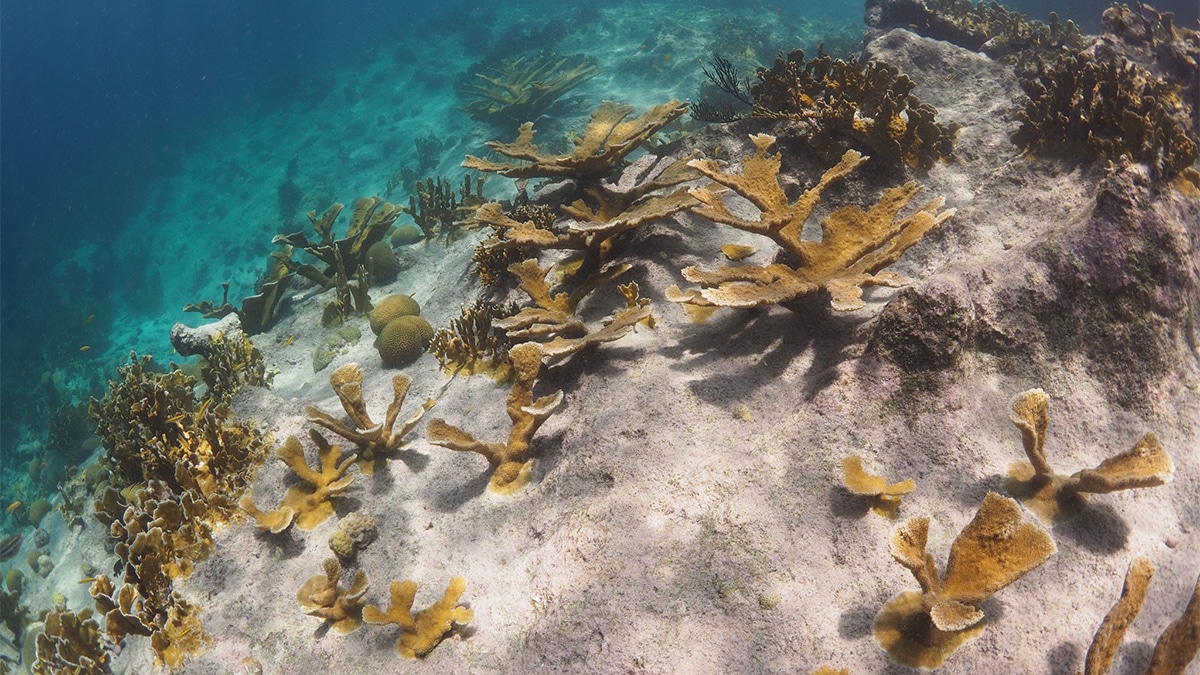 How Two Dutch Caribbean Islands Are Saving Coral Reefs