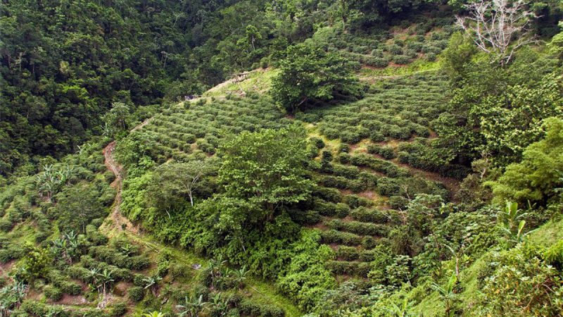 In Jamaica, Fueling Tourism With Coffee
