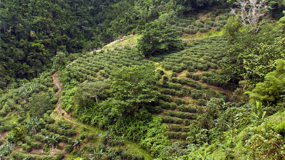 In Jamaica, Fueling Tourism With Coffee