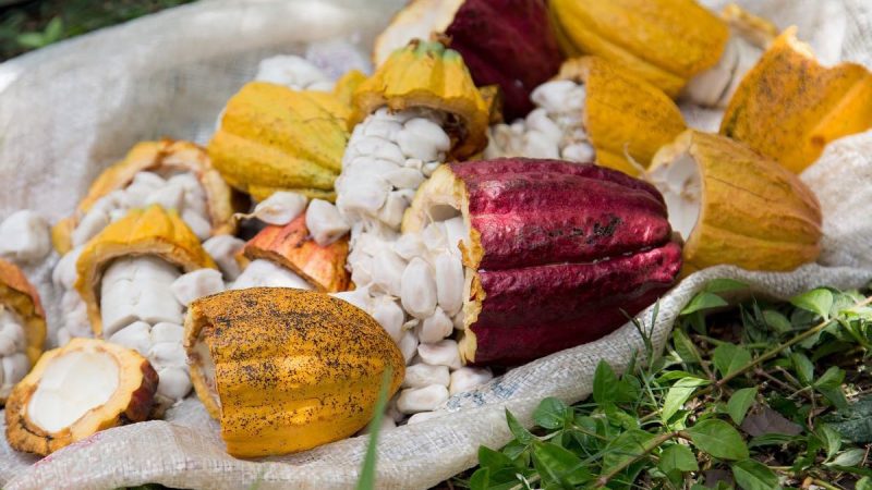Grenada Chocolate Fest 2023