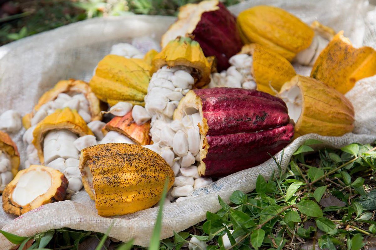 Grenada Chocolate Fest 2023