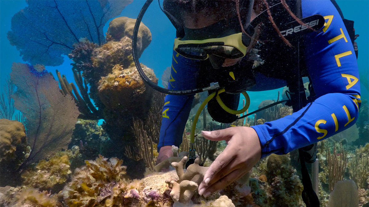 Atlantis Is Building The Bahamas’ First “Coral Gene Bank” 