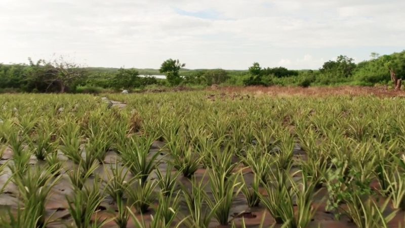 The Bahamas’ Pineapple Fest Is Back in Eleuthera 
