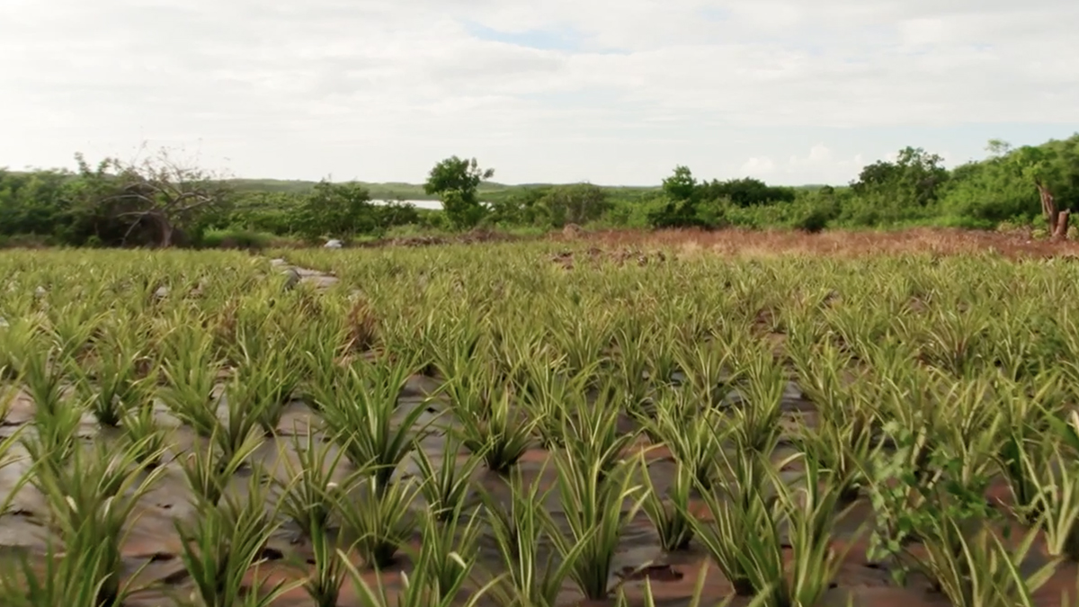 The Bahamas’ Pineapple Fest Is Back in Eleuthera 