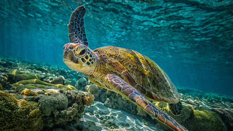 The Caribbean’s Sea Turtle Summer Camp Is Back in Nevis 