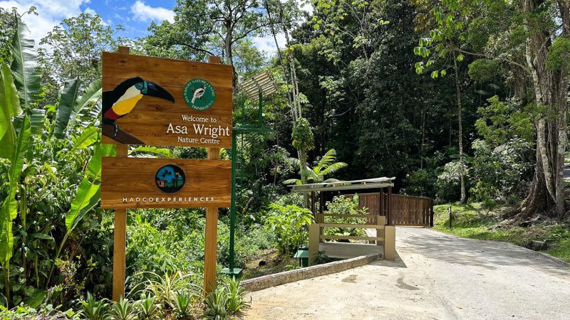 The phoenix of the Arima Valley