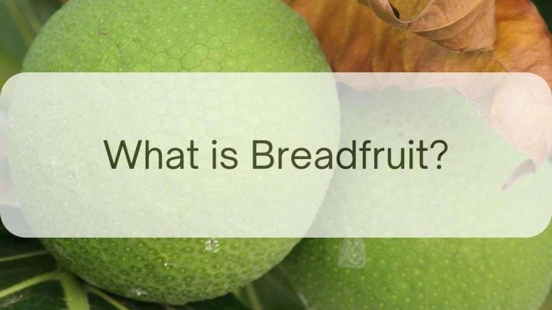 What is Breadfruit, Lam Veritab, or Lame Veritable: A Sustainable
