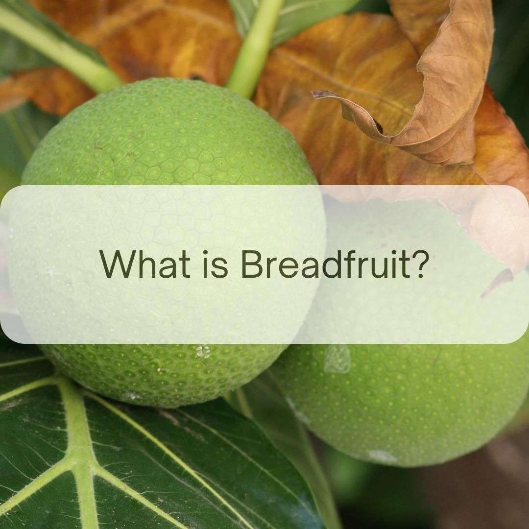 What is Breadfruit, Lam Veritab, or Lame Veritable A Sustainable
