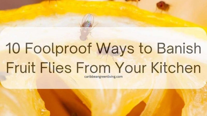 10 Foolproof Ways to Banish Fruit Flies From Your Kitchen