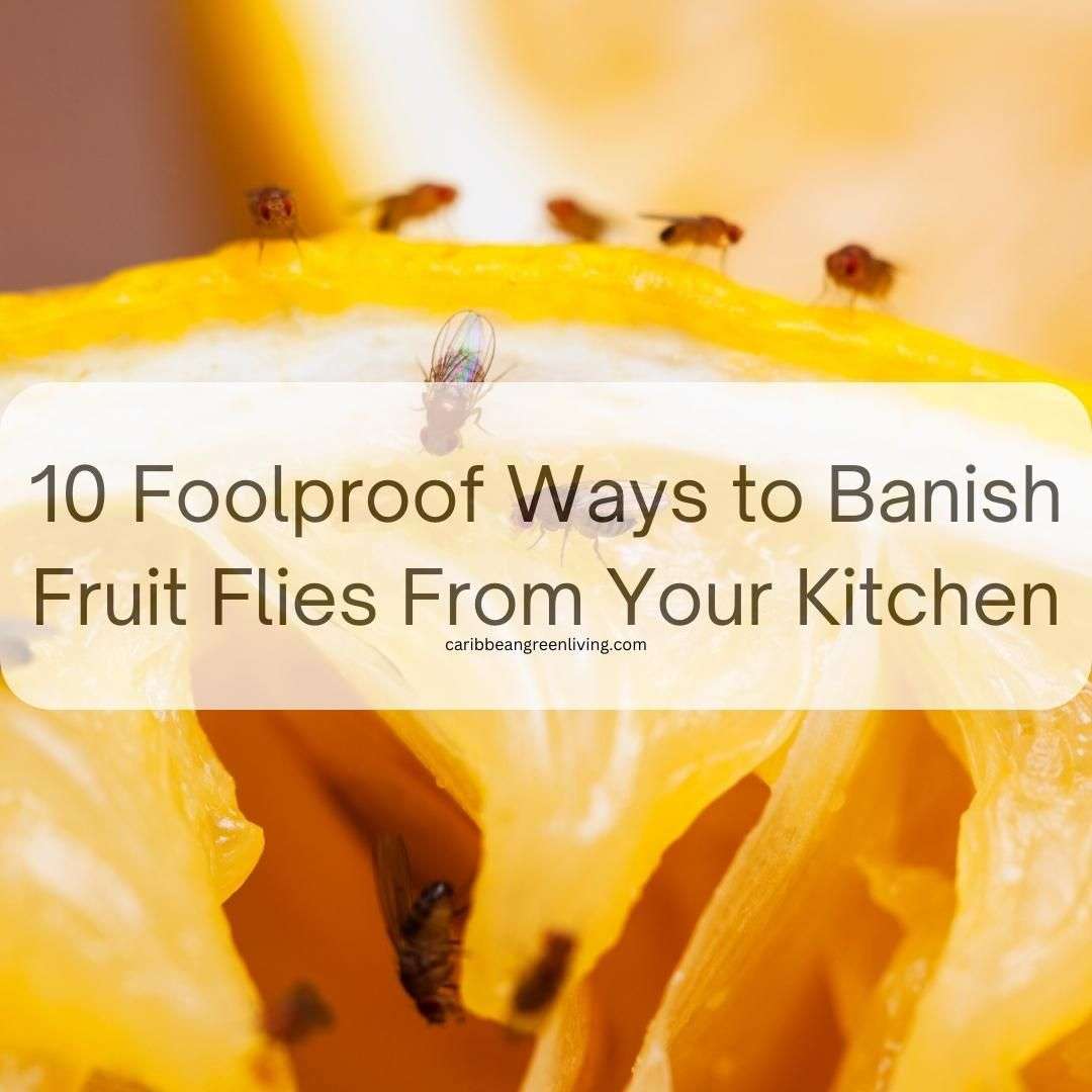 10 Foolproof Ways to Banish Fruit Flies From Your Kitchen