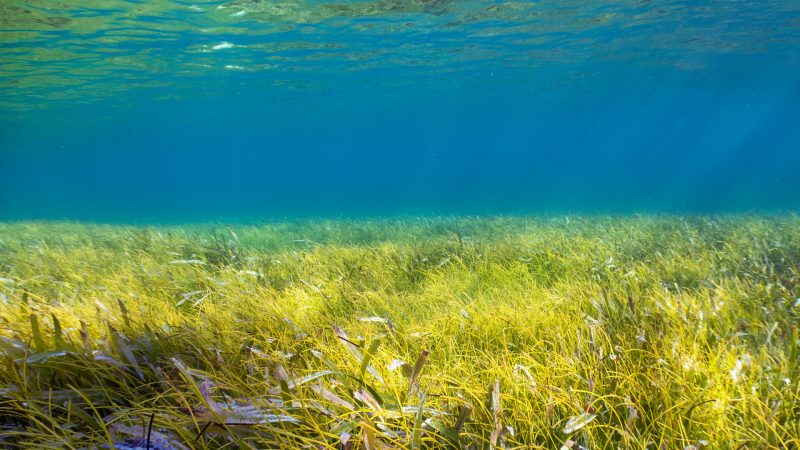 An ocean of possibility