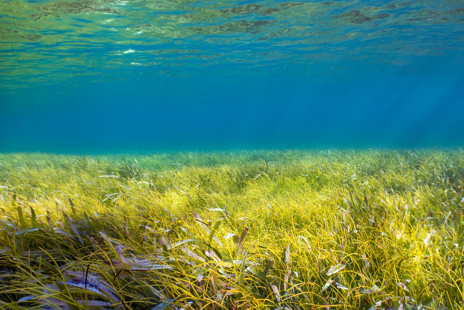 An ocean of possibility