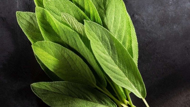 Amazing Sage: What It Is and How to Cook With