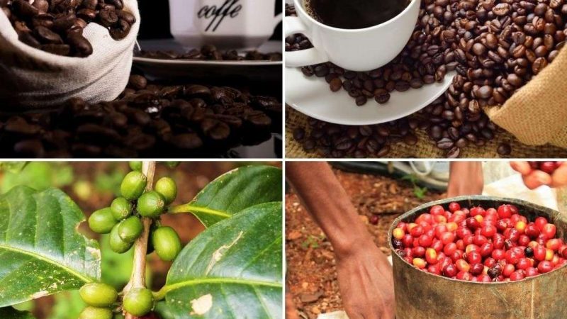 Haitian Coffee: A Hidden Gem