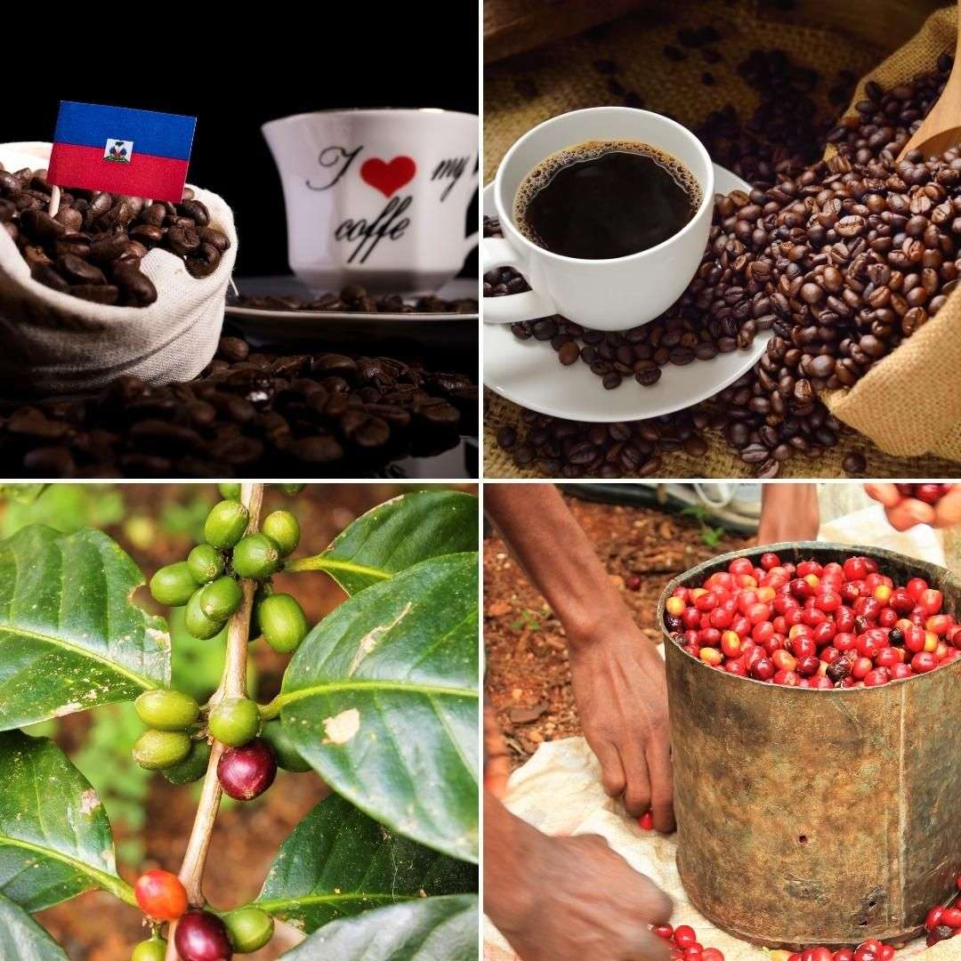 Haitian Coffee A Hidden Gem Caribcast