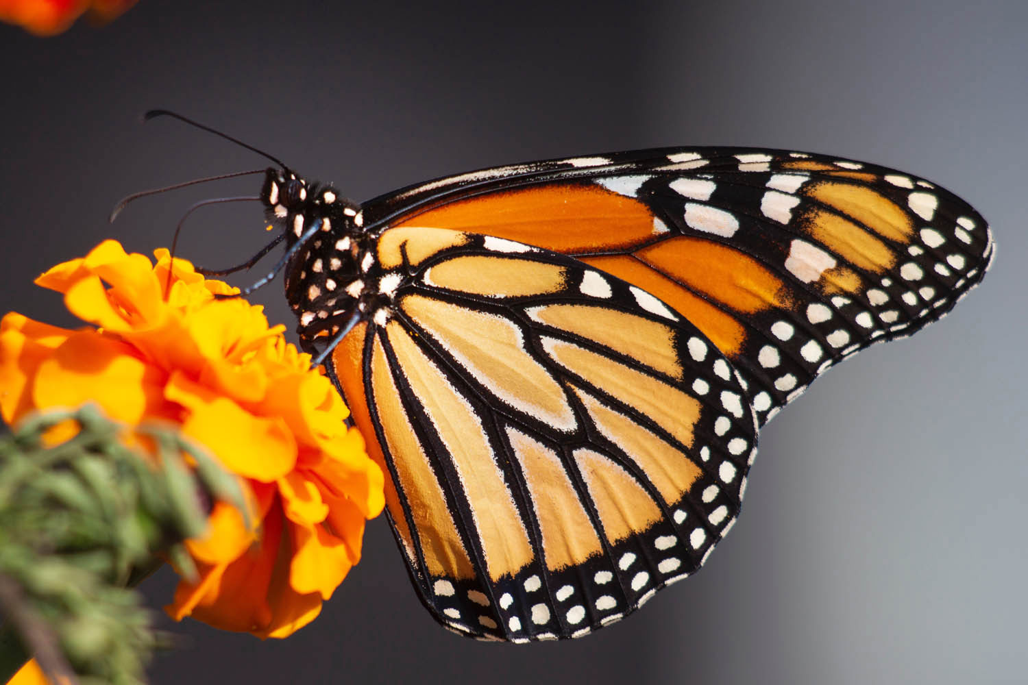 Saving the Caribbean’s butterflies