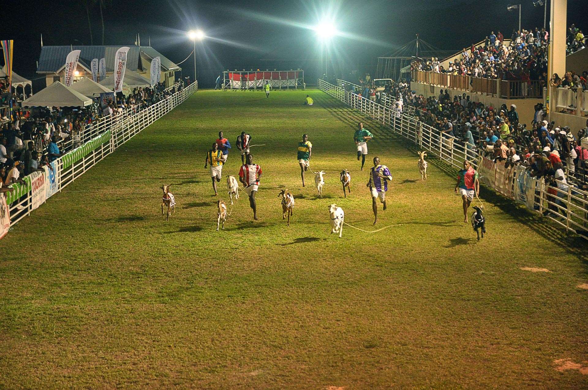 Running with the goats (and crabs) in Tobago