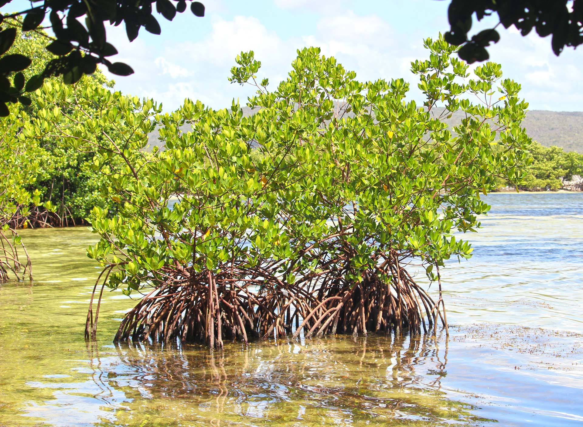 Saving Caribbean mangroves